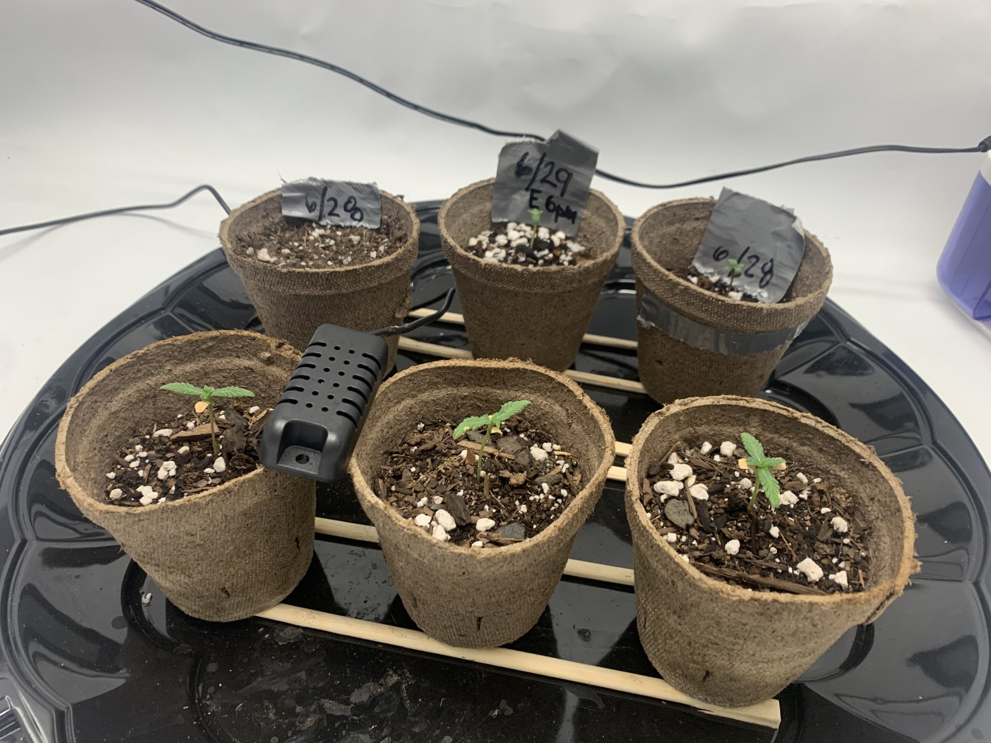 Aloha first time grower and my first steps 2