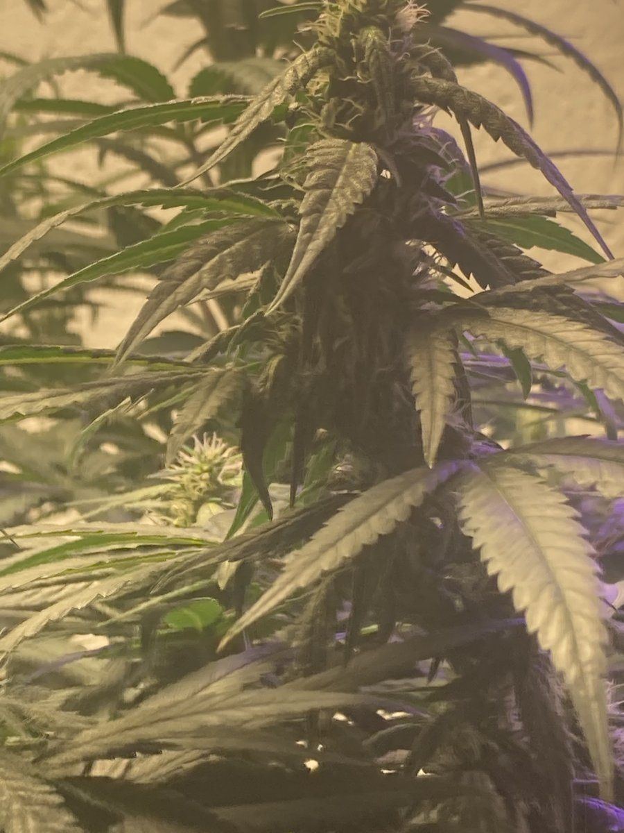 Alpineog 5th week flower double scrog omg