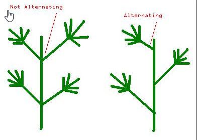 Alternating nodes