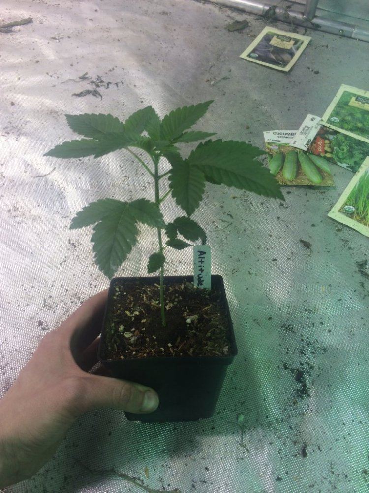 Altitude Kush 1