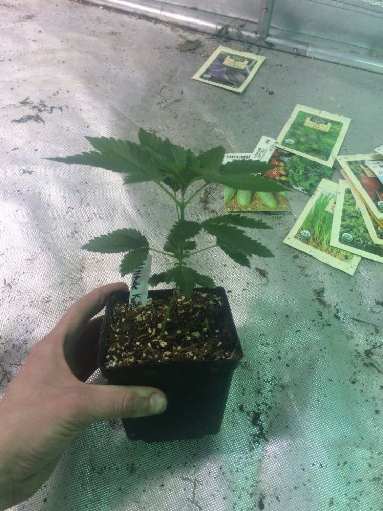 Altitude Kush 2