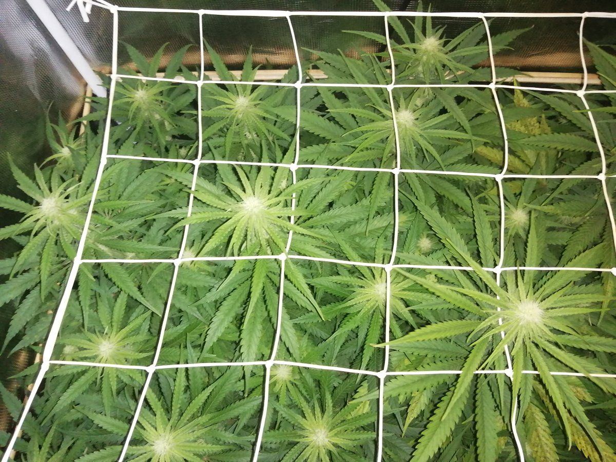 Always get this on my grows 3