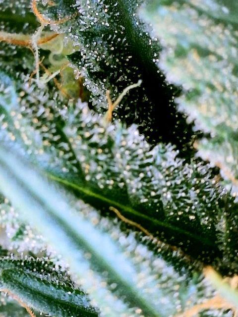 Am i closer to harvest than i thought 7