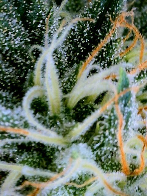 Am i closer to harvest than i thought 9