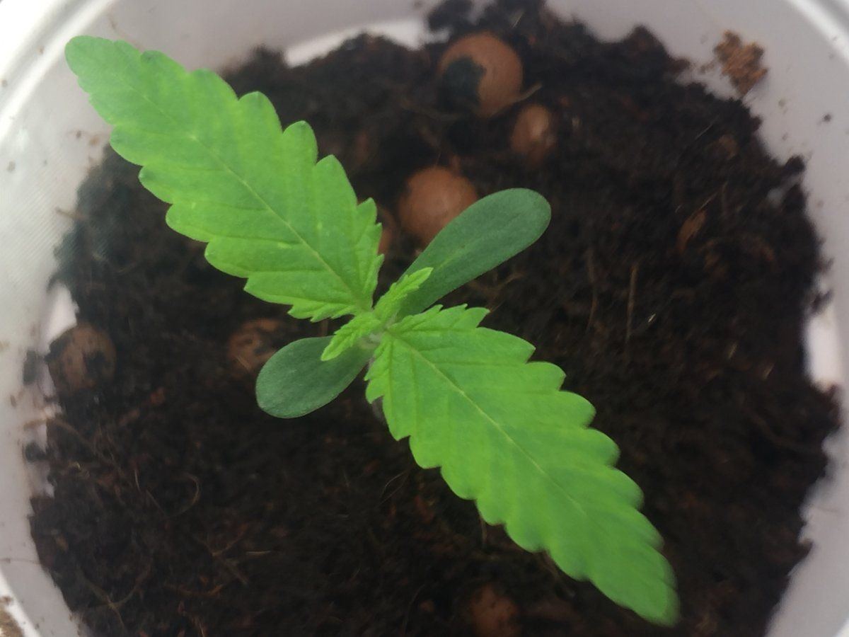 Am i killing my seedlings 3