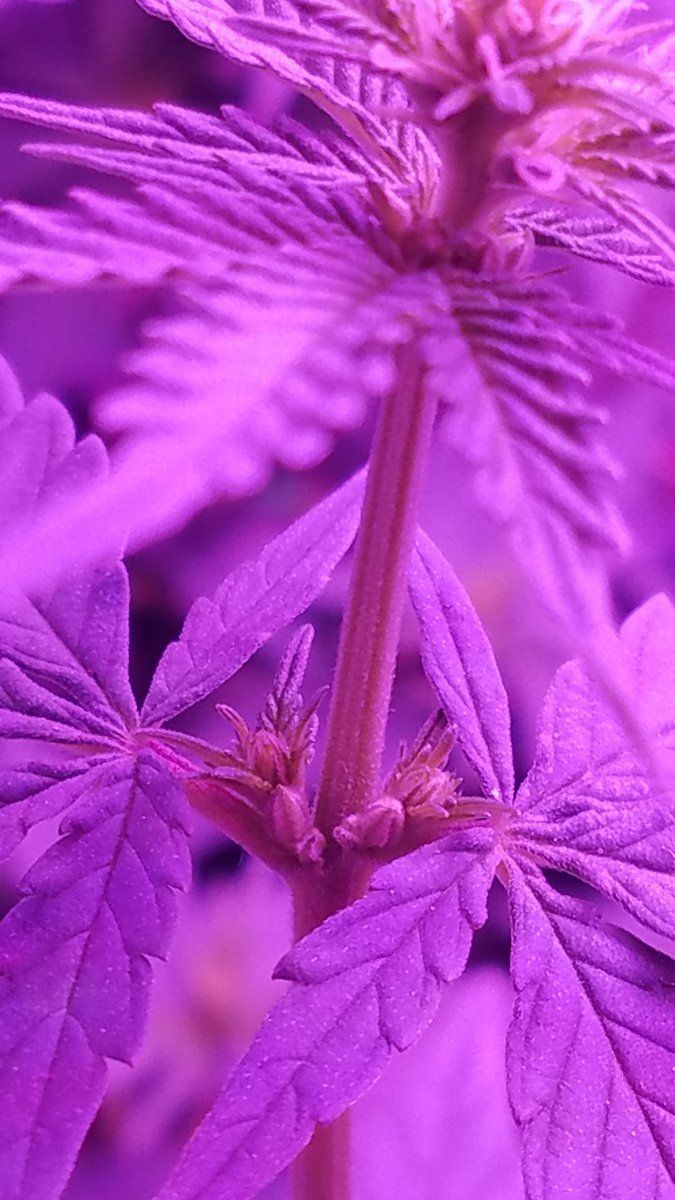 Am i tripping or did my plant hermie