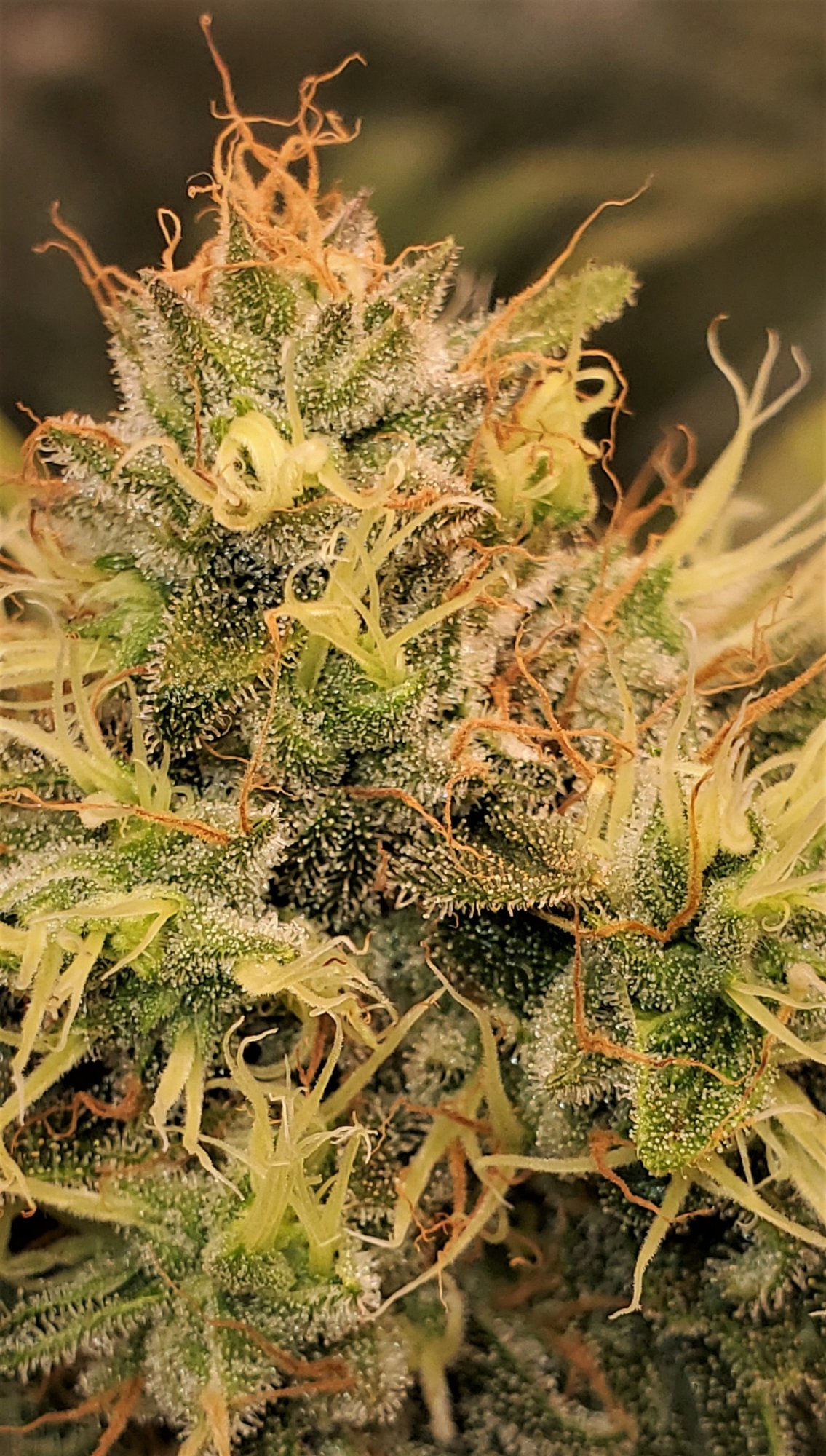 Amber trichomes over 50 at day 45 of flowering ready 10