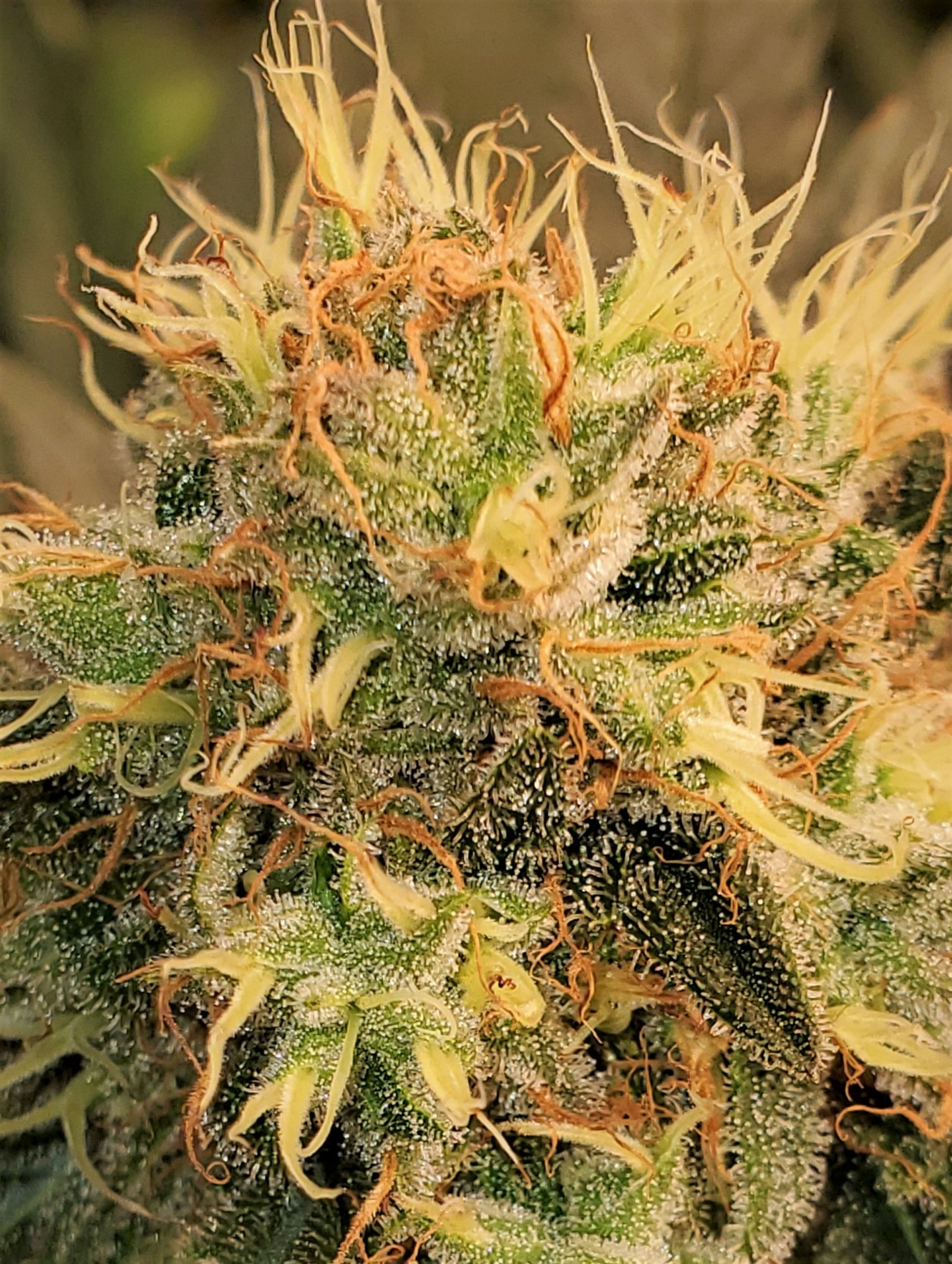 Amber trichomes over 50 at day 45 of flowering ready 12