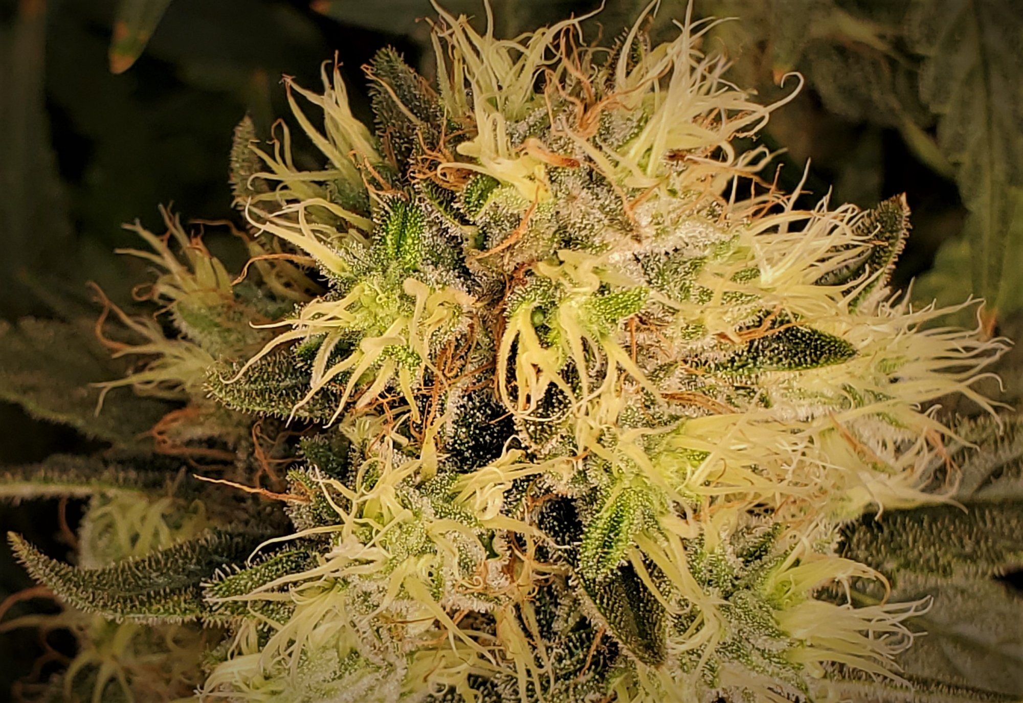 Amber trichomes over 50 at day 45 of flowering ready 7