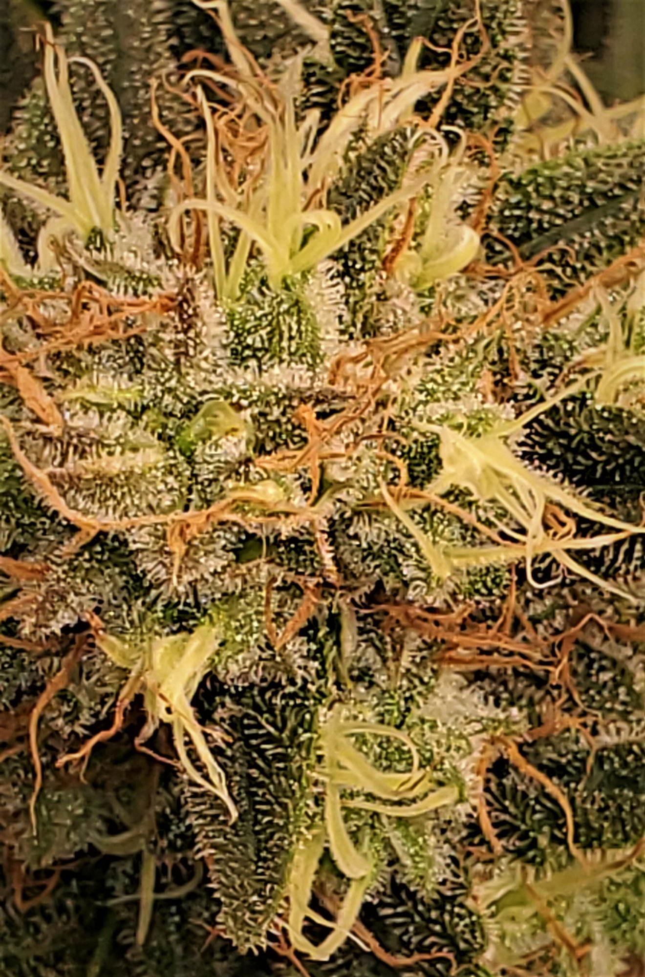 Amber trichomes over 50 at day 45 of flowering ready 8