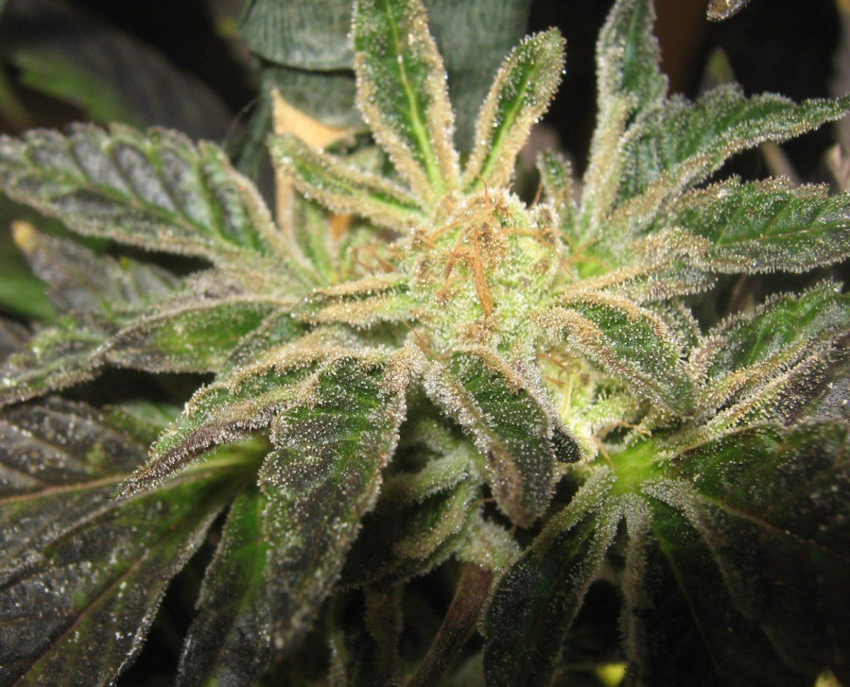 Ambercookie410