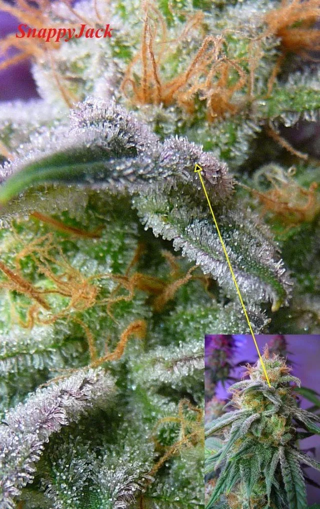 Amethyst trichome cannabis  is there such a thing and is this it or what
