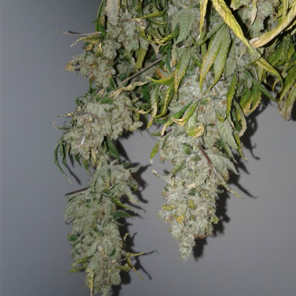 Amhaze1