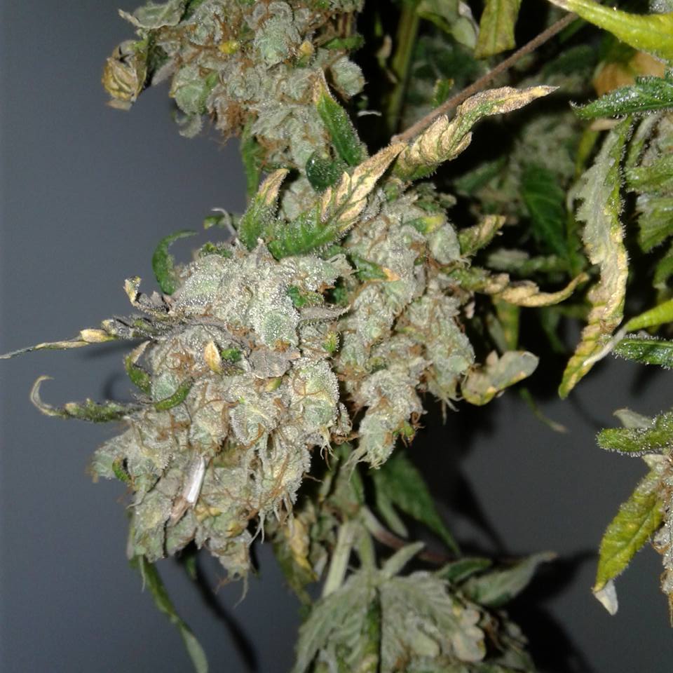 Amhaze2
