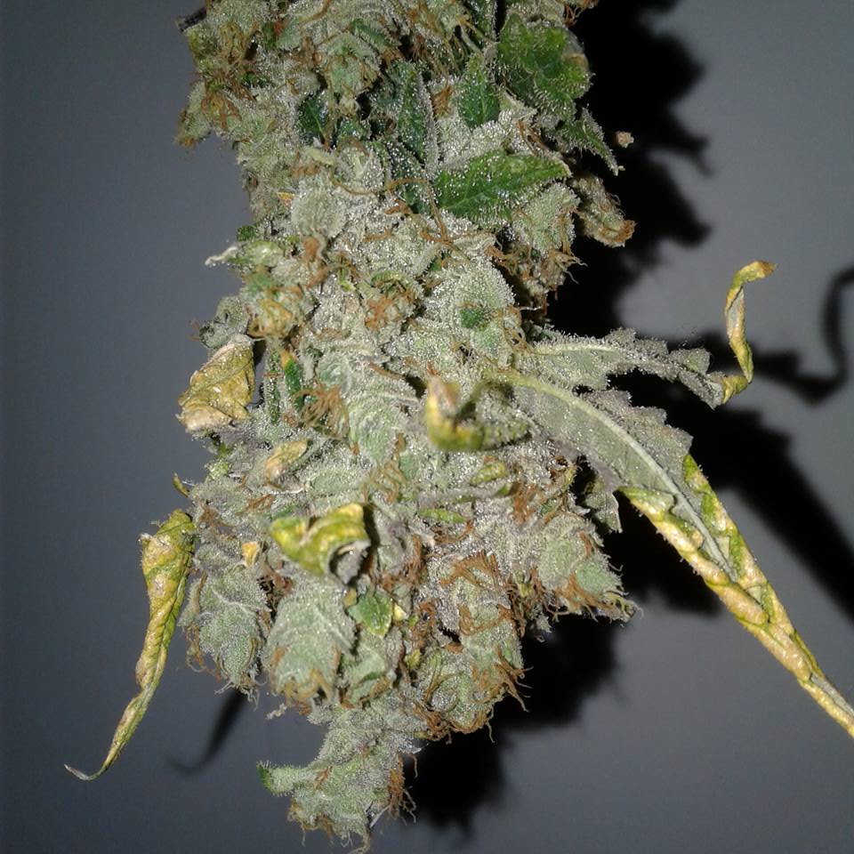 Amhaze3