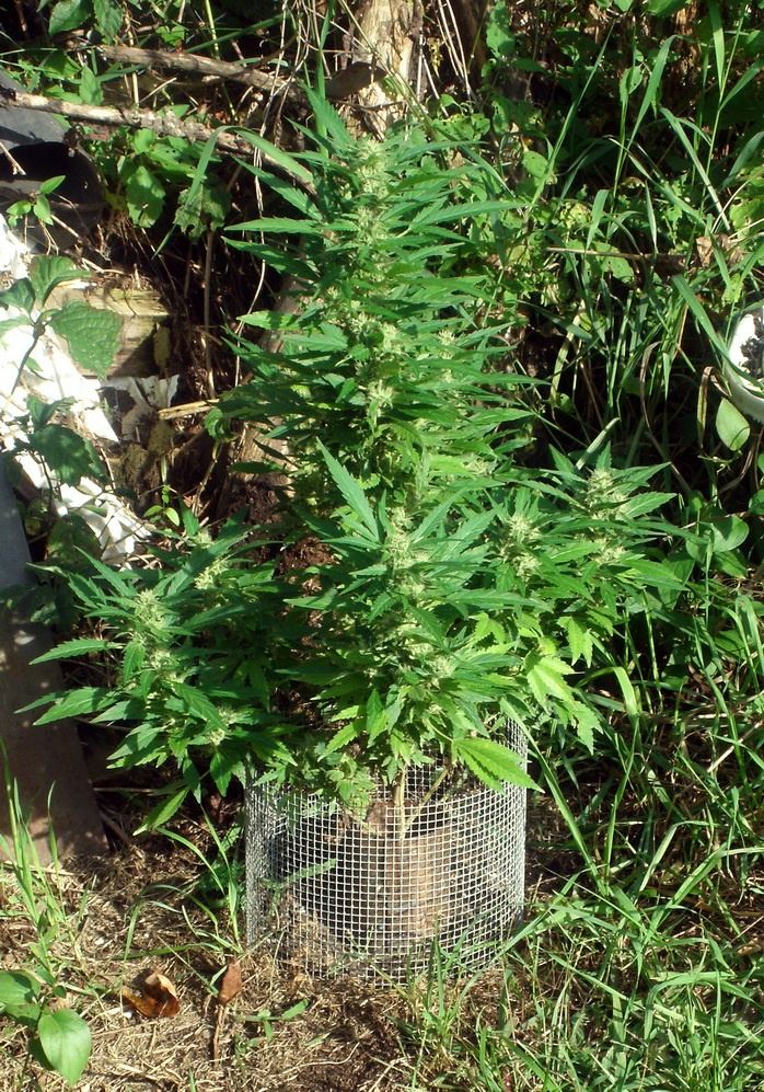 Amherst Sour Diesel.jpg