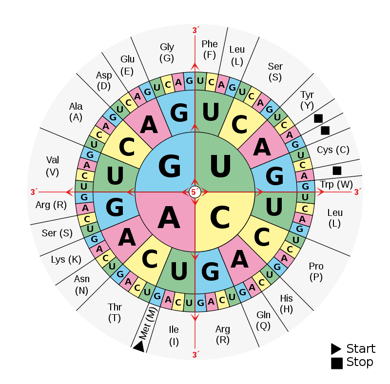 Aminoacids table