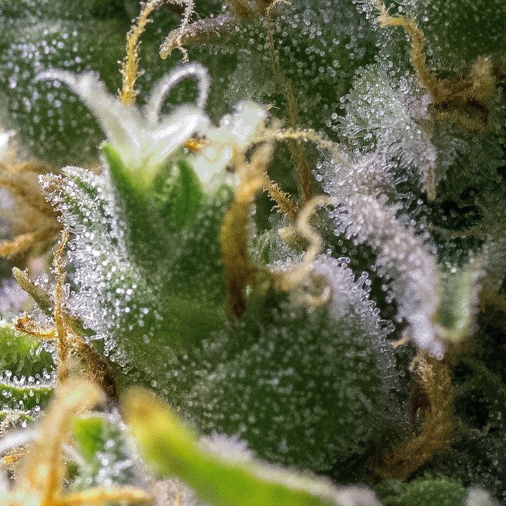 Amnesia Auto One 26 Sept