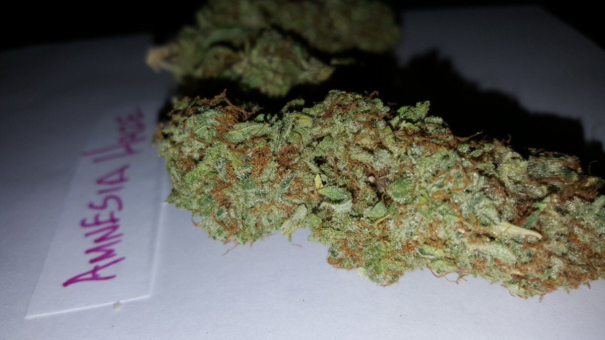 Amnesia Haze 10 2015 1