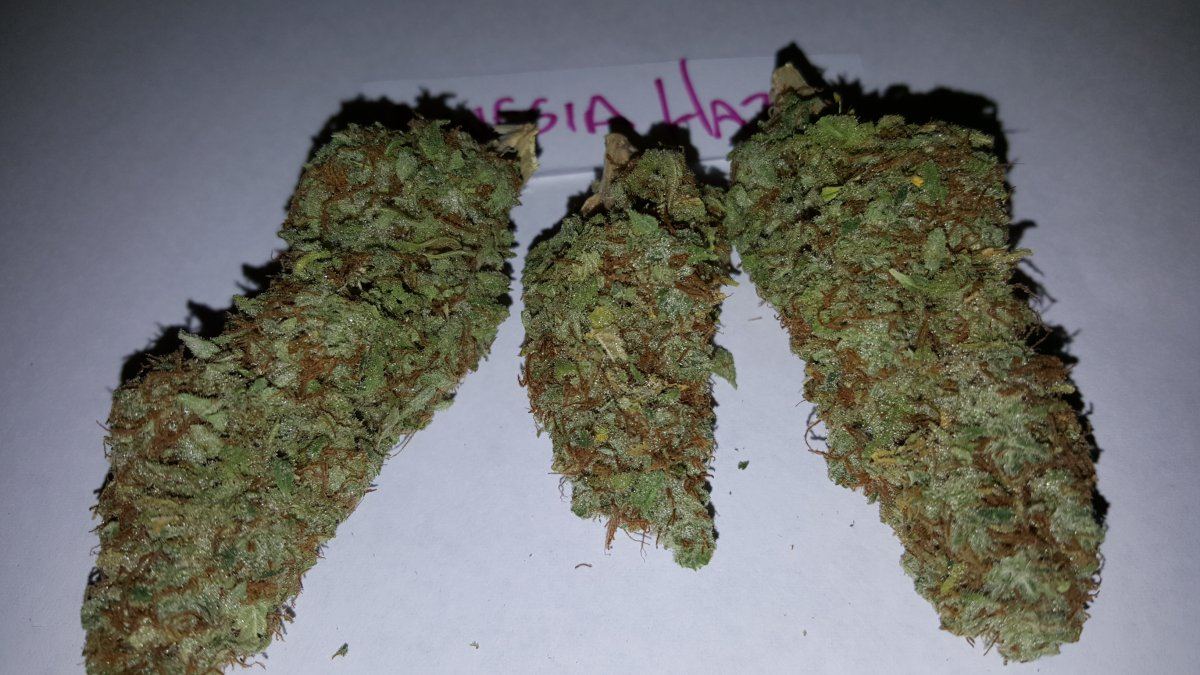 Amnesia Haze 10 2015 3