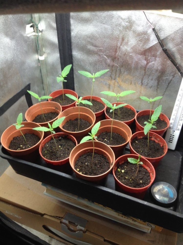 Amnesia haze bx1   archive seeds