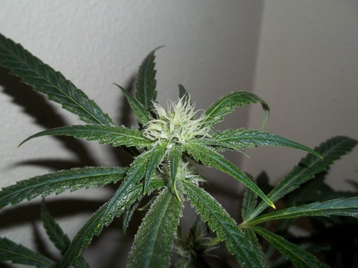 Amnesia haze core cut