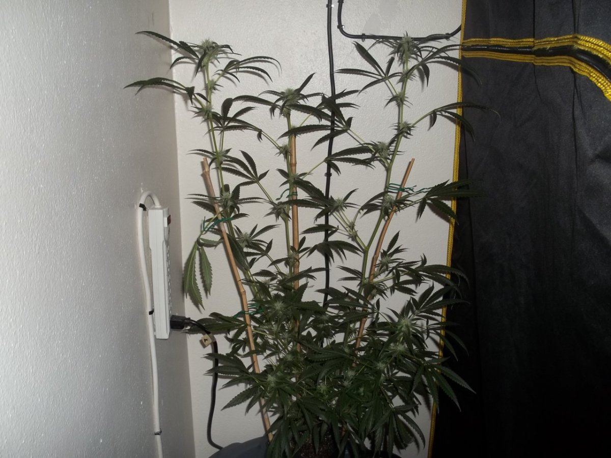 Amnesia haze core