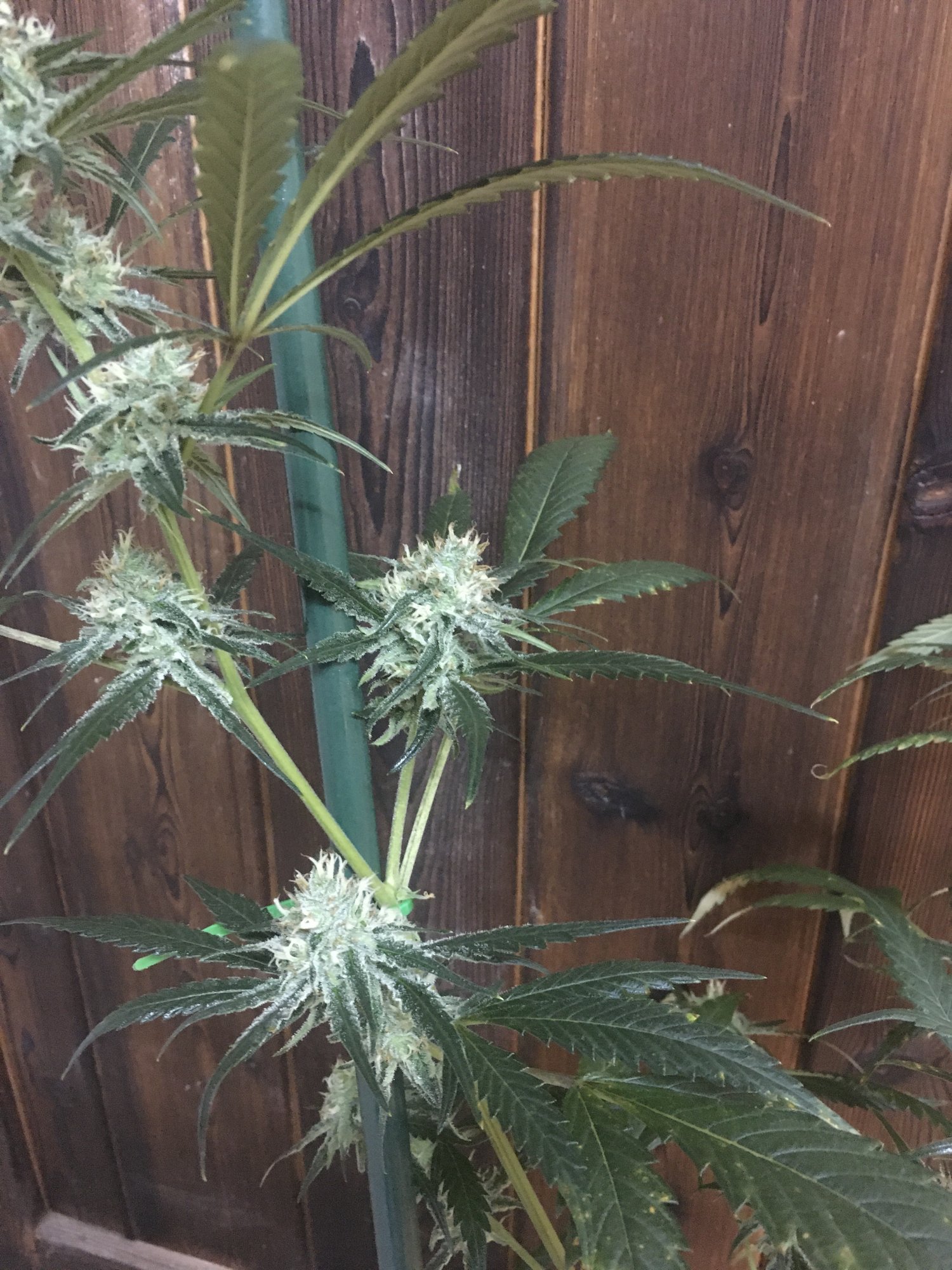 Amnesia haze problem during flowering 3