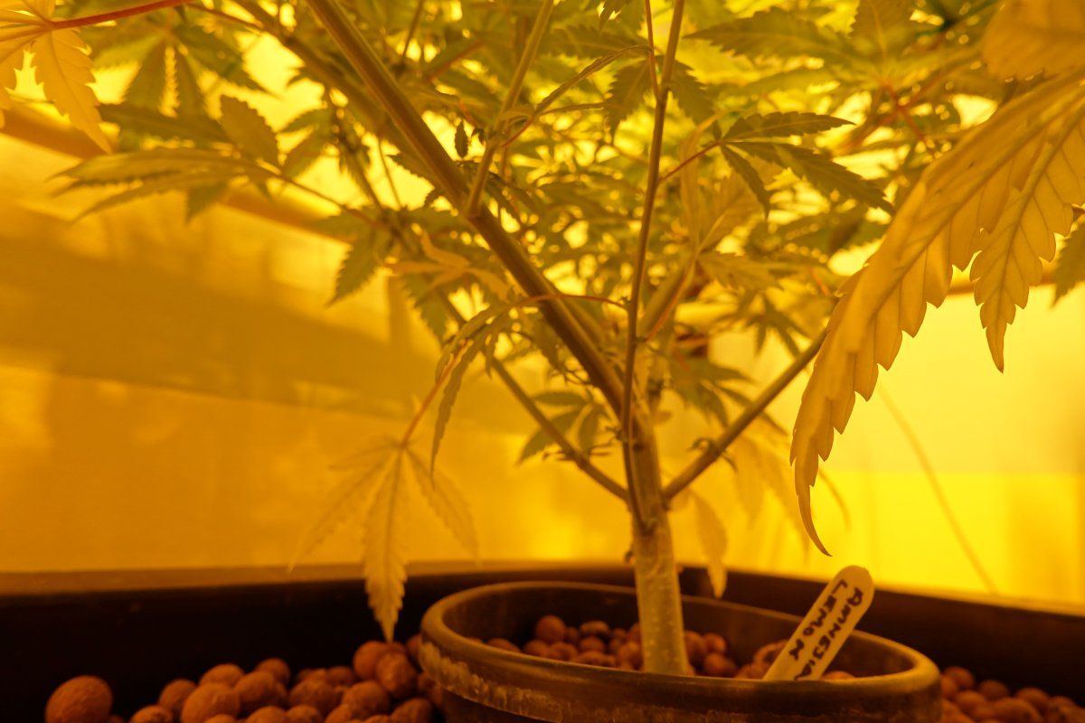 Amnesia Lemon F2a