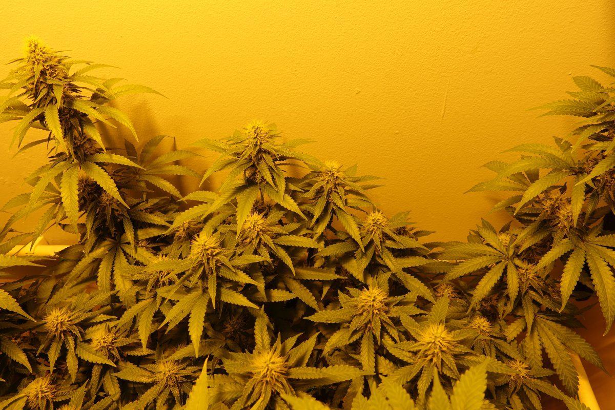 Amnesia Lemon F4b