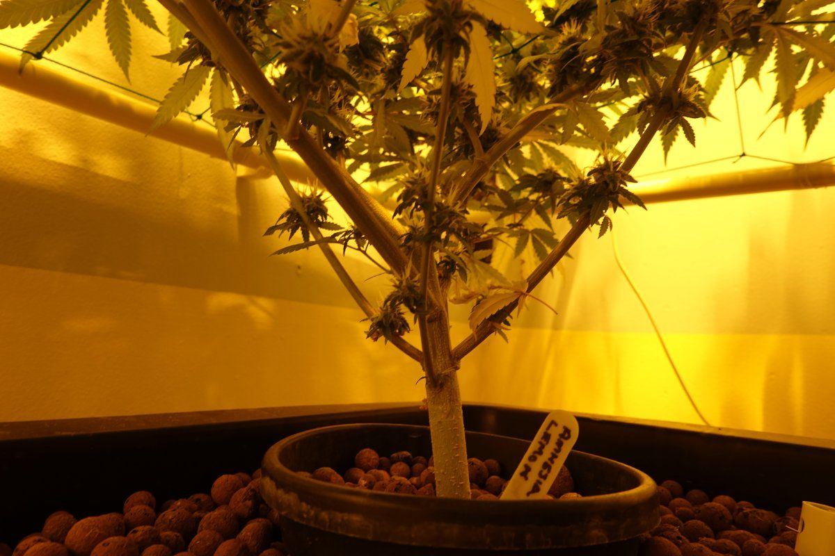 Amnesia Lemon F7a
