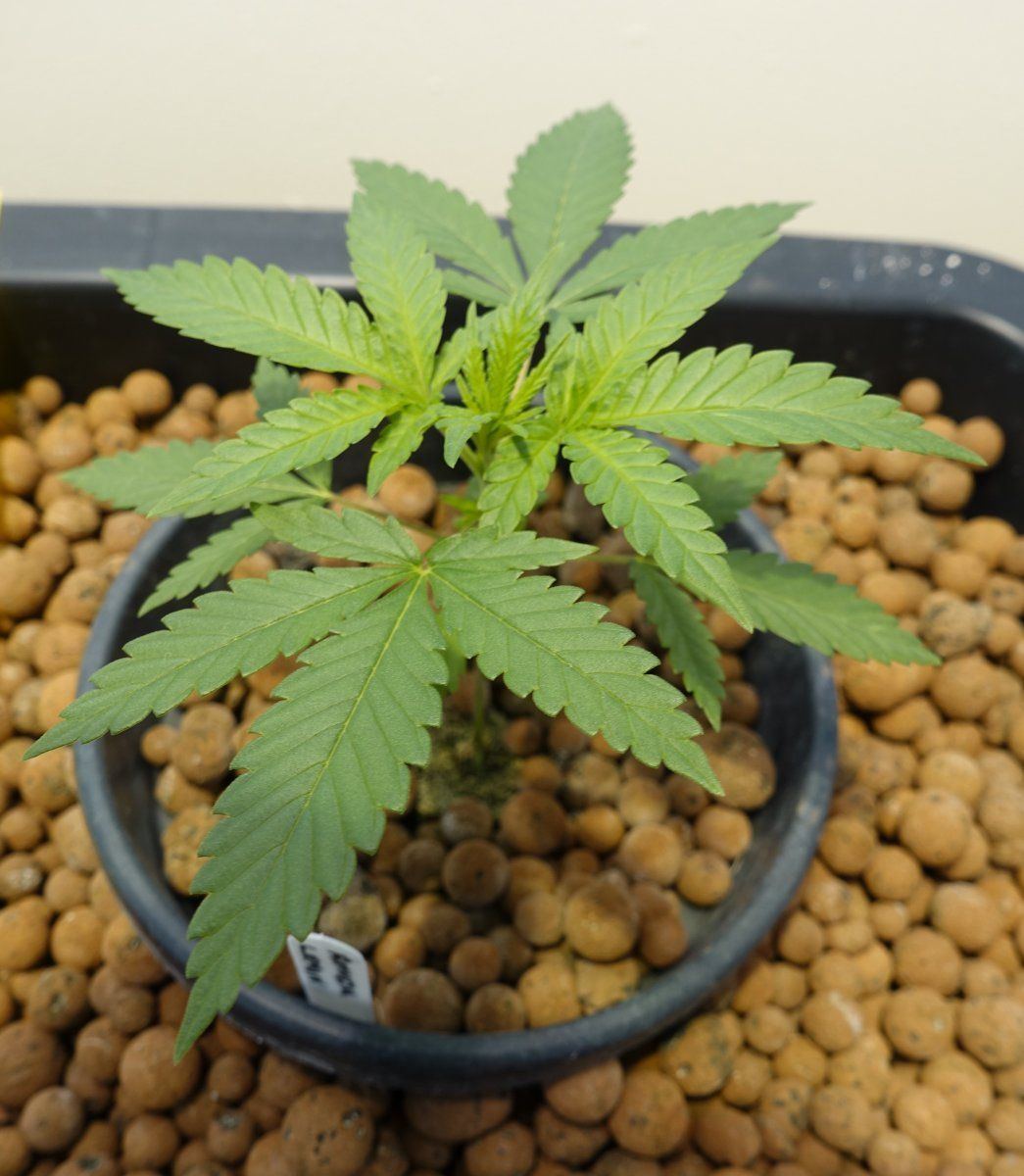 Amnesia Lemon V1b