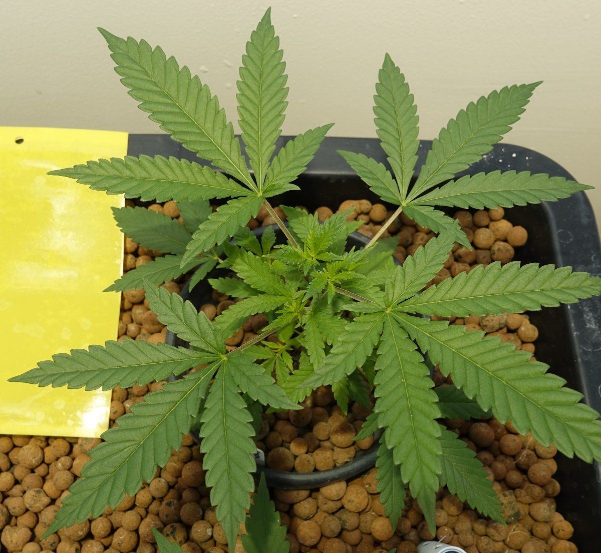 Amnesia Lemon V2b