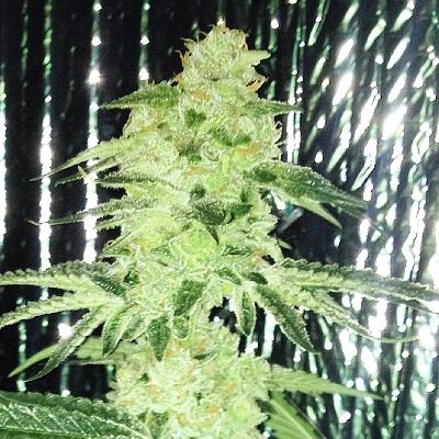 Amnesia x gsc 1