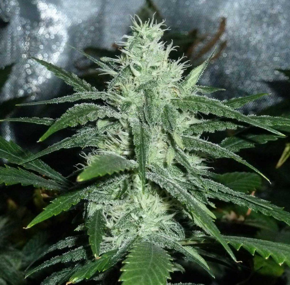 Amnesia40 1