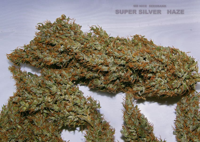 Photo of Super Silver Haze strain