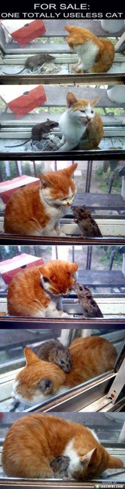 Amusing fun pics13