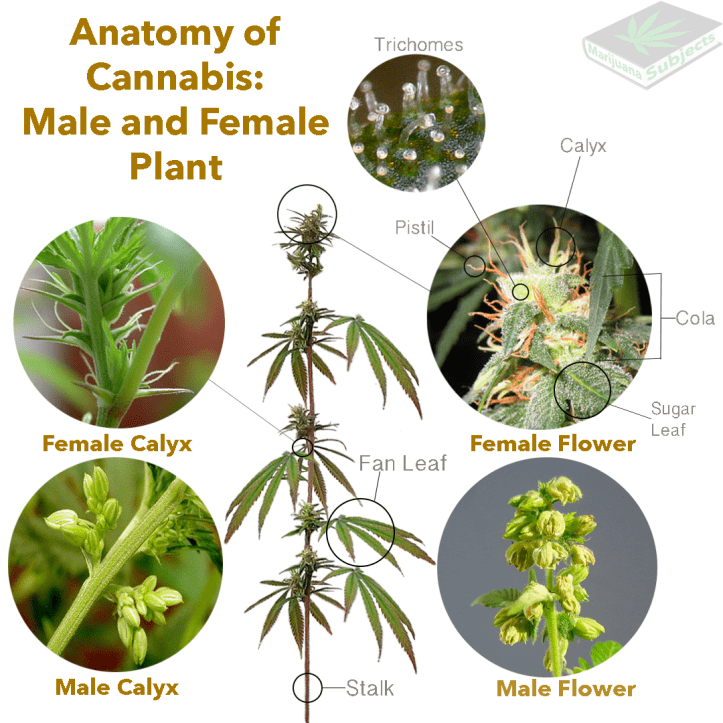 Anatomy of cannabis5
