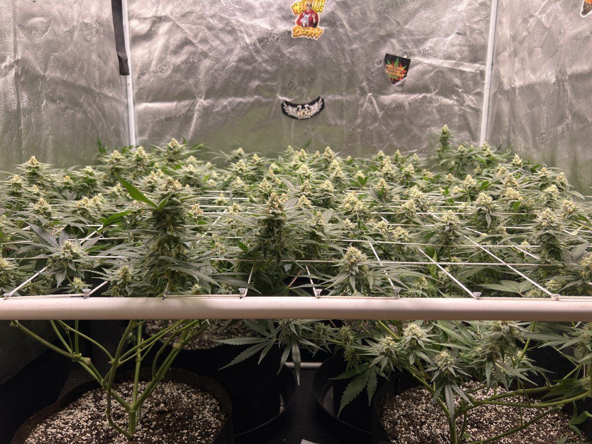 And in this corner the prohibition grower 2
