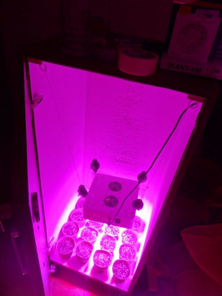 And so it begins my first led grow with diy cabinet 10