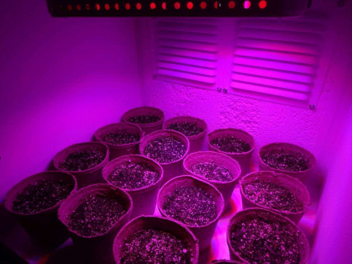 And so it begins my first led grow with diy cabinet 13