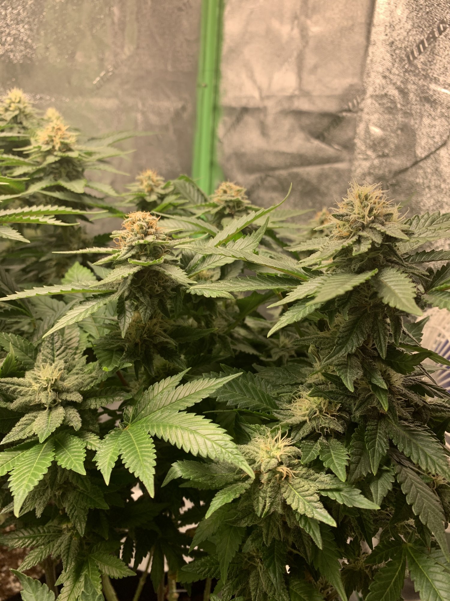 Andybois white widow flowering stage 10