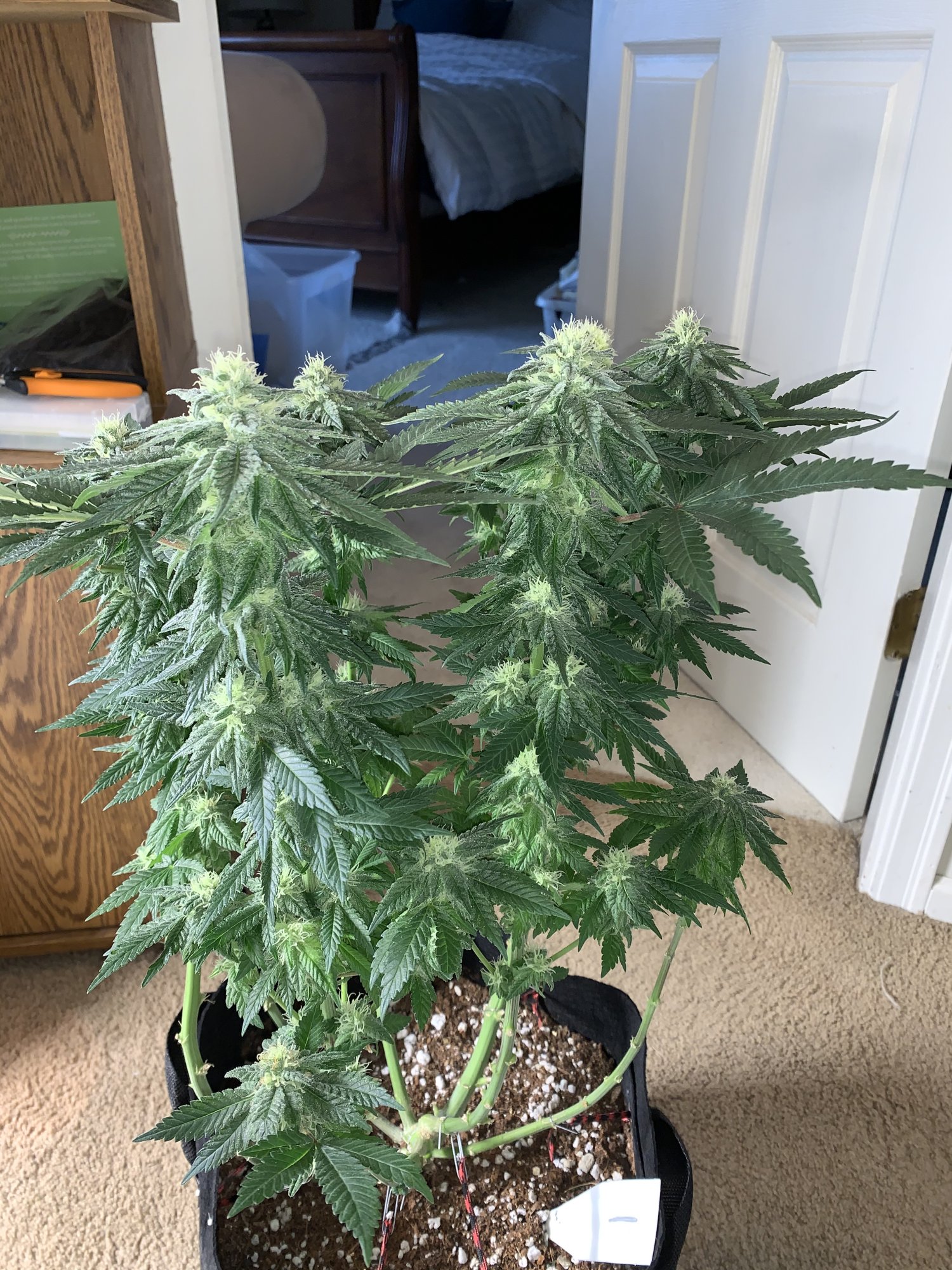 Andybois white widow flowering stage 6