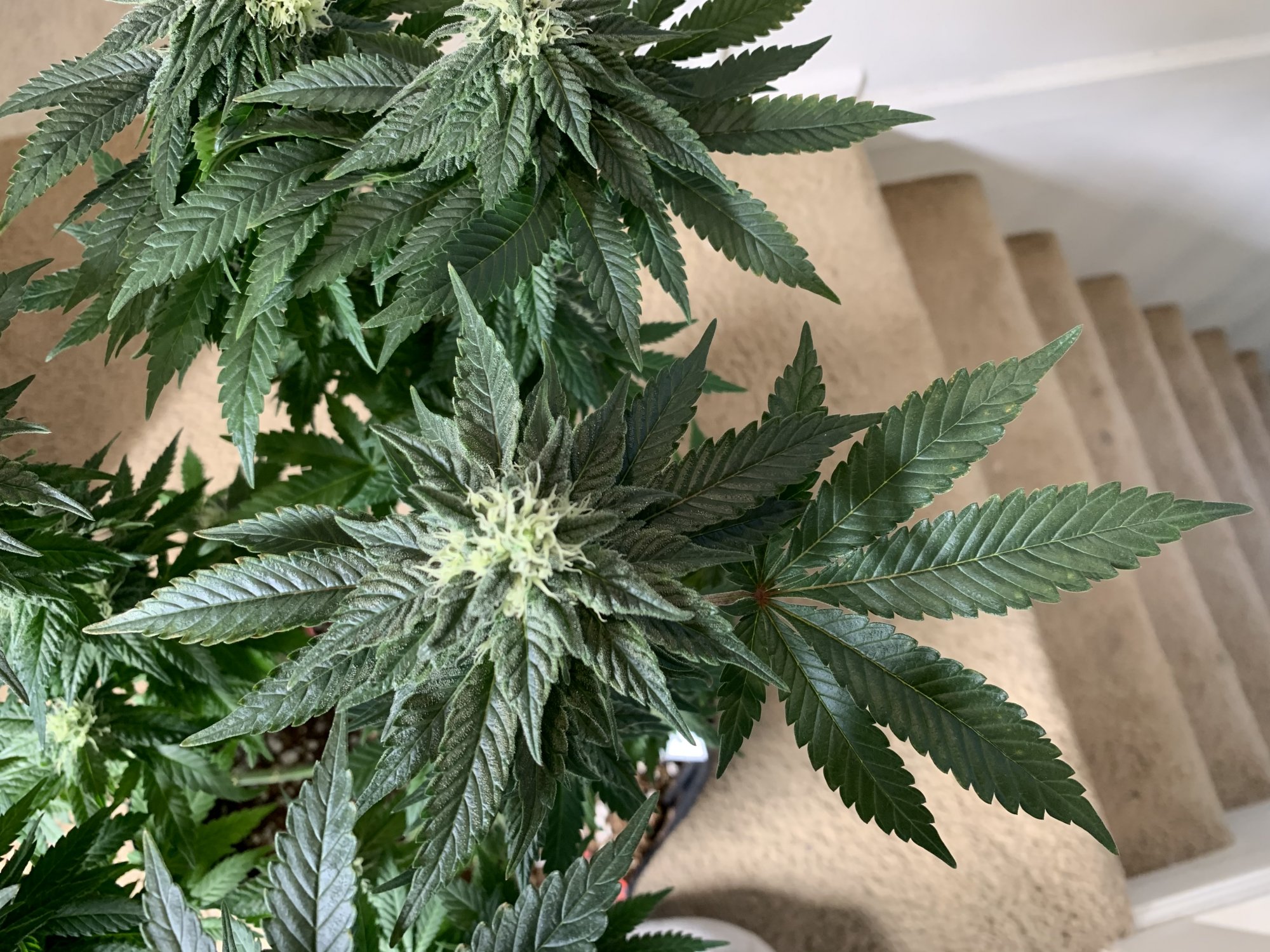 Andybois white widow flowering stage 7