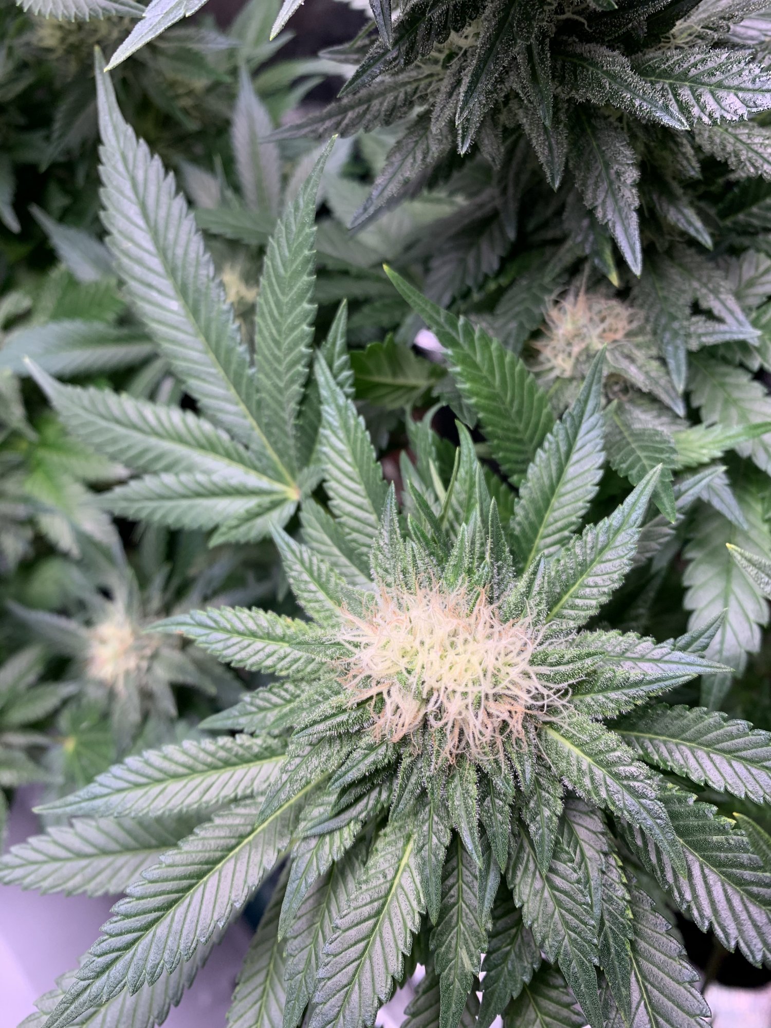 Andybois white widow flowering stage 9