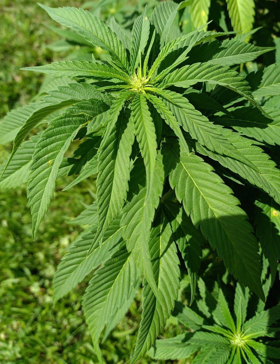 Angel 98 bud