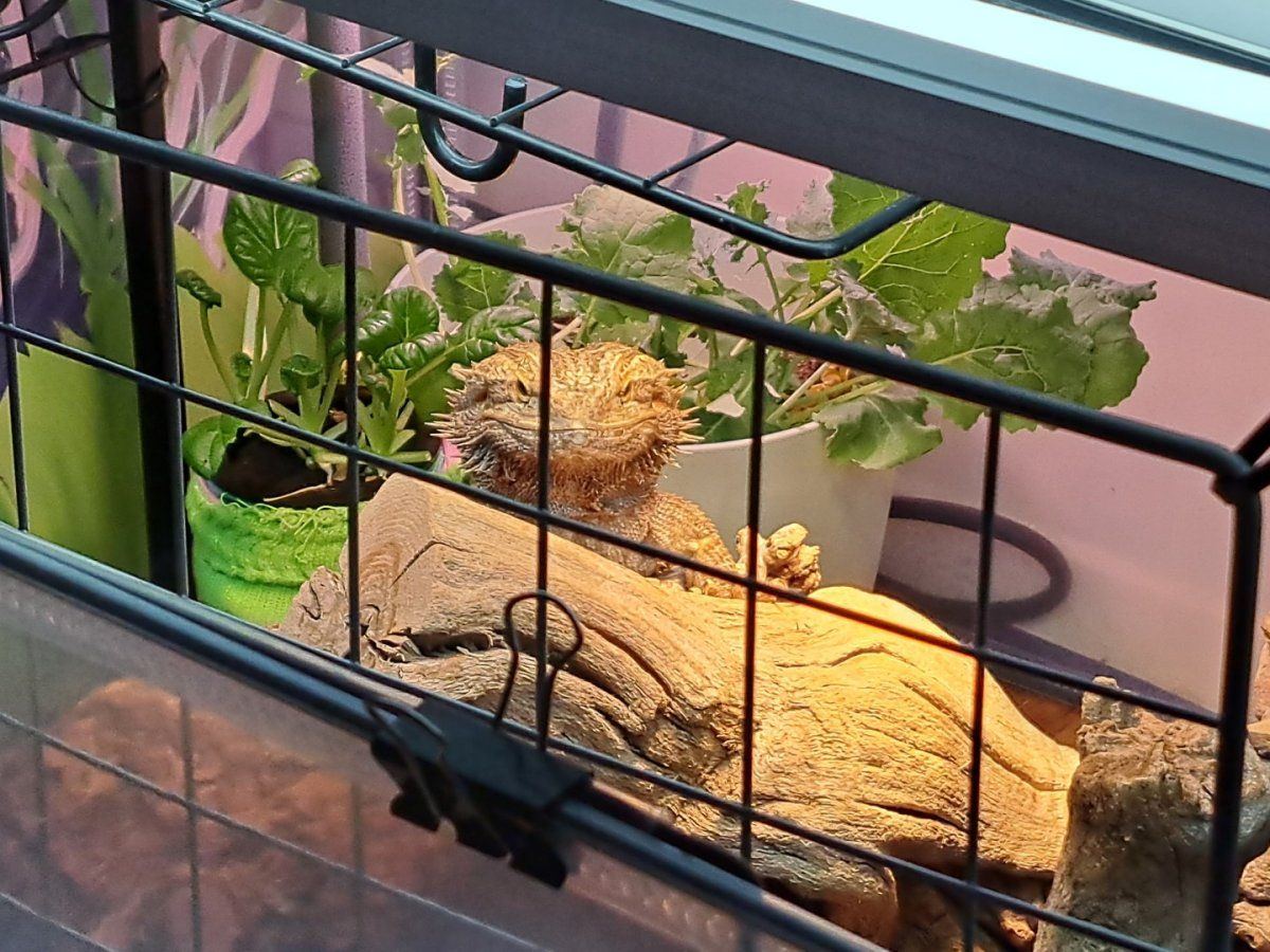 Angry dragon