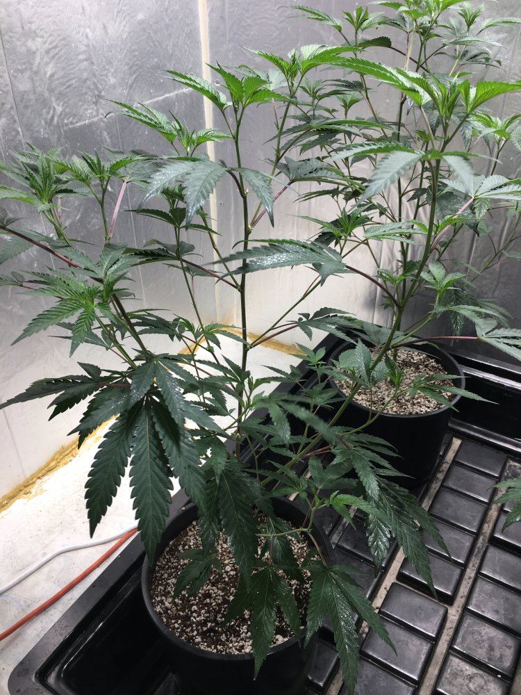 Animal cookies 3