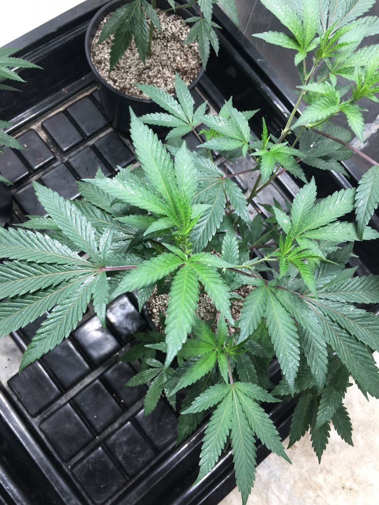 Animal cookies 4