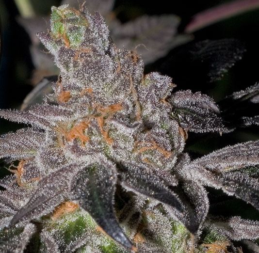 Animal cookies1
